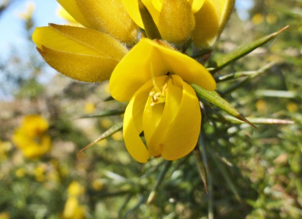 Gorse flower ringed by those unforgiving spikes. Ouch!