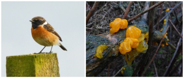 A couple of gorse residents. Stonechat, and the lovely yellow brain fungus.