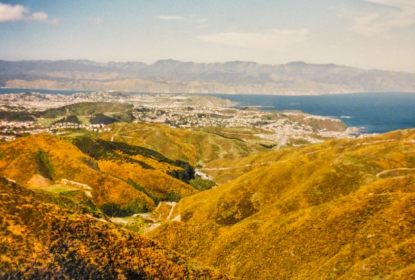 An old 35mm photo I took in Wellington, NZ.  It’s a bit grainy but you can clearly see just how big a problem gorse is there.
