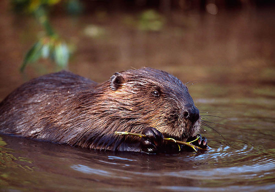 Trees for Life backs beaver reintroduction | Walkhighlands