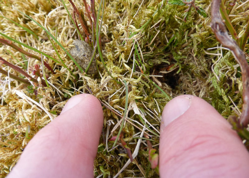 By my left finger is a spherical hare dropping. By my right finger is entrance to the beetle’s burrow.