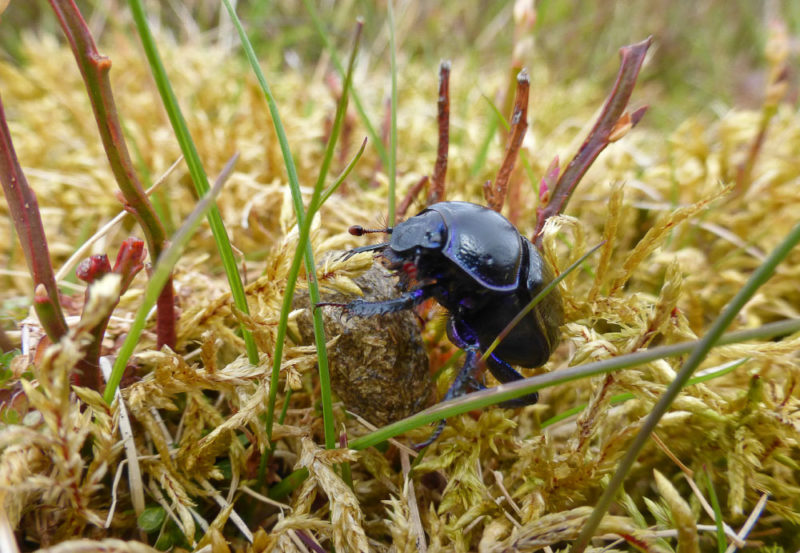 Dumbledor dragging the spherical hare dropping towards its burrow. Amazing to see!