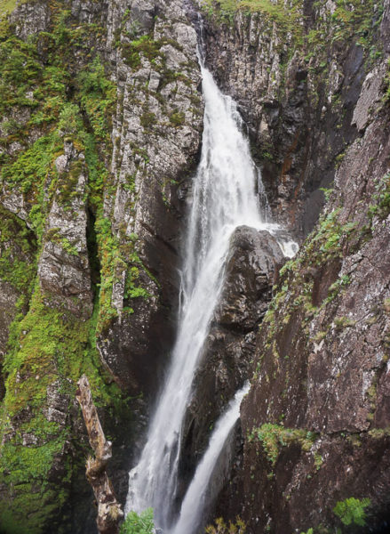 glomach