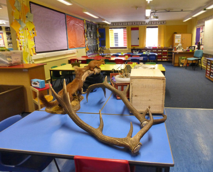 Antlers, hedgehog hibernation box and some old stuffed animals - props for a recent school visit with the Ranger Service.  Getting ready to teach 30 six year olds about the animal kingdom.