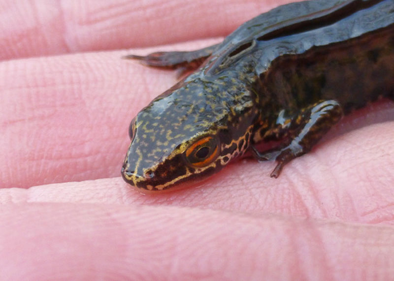 “I CATCHED A DRAGON!”