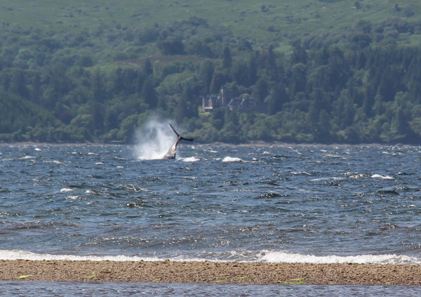 Humpback Whale in the Firth of Clyde &copy; Elise Rankin