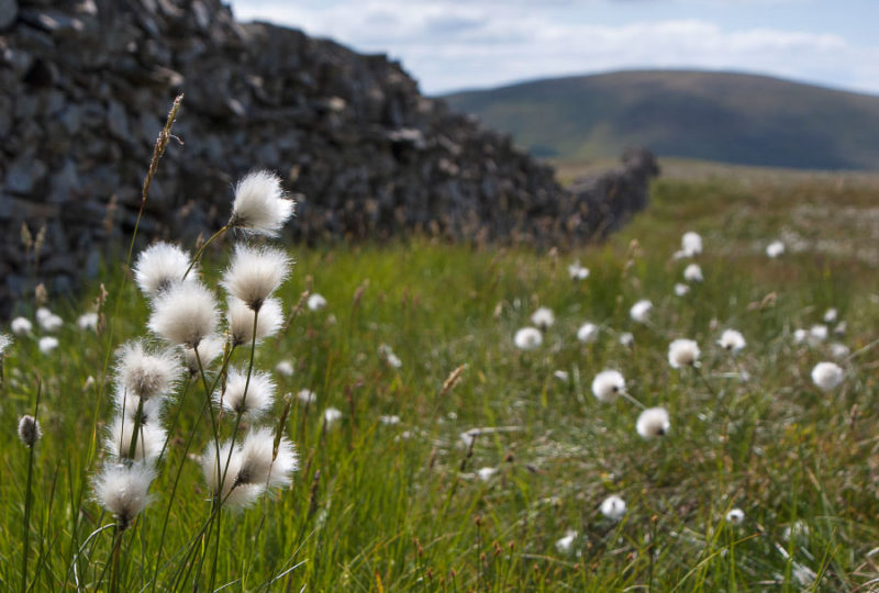  A smaller, more typical profusion of cottongrass.  Ettrick Hills, 2010.