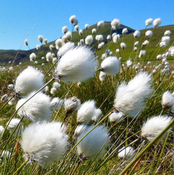 Hare’s tail cottongrass has one solitary ‘fluffy bunny tail’ on the end of its stem.