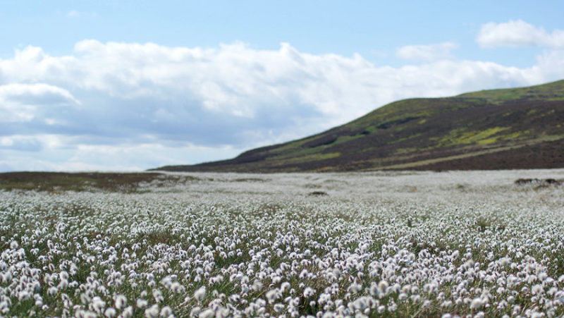 Field of daydreams.  The largest cottongrass expanse I’ve yet encountered.  Lomond Hills, 2013.