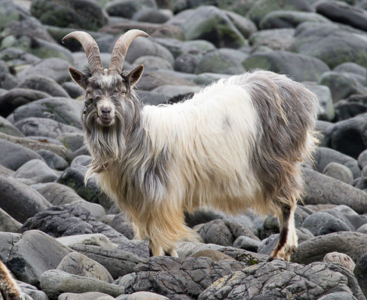 Mull goat