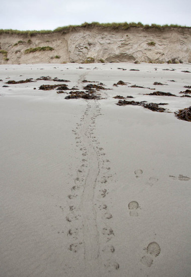 Seal tracks