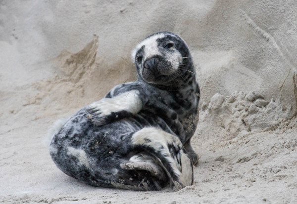 Our adorable grey seal pup, still moulting
