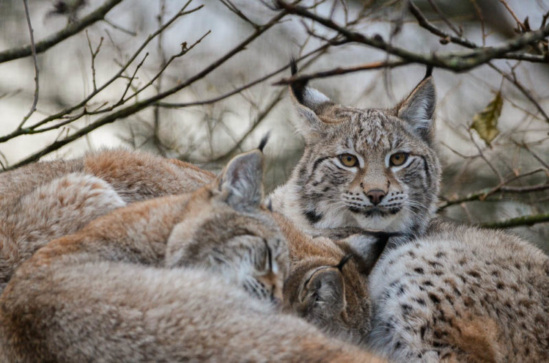 lynx