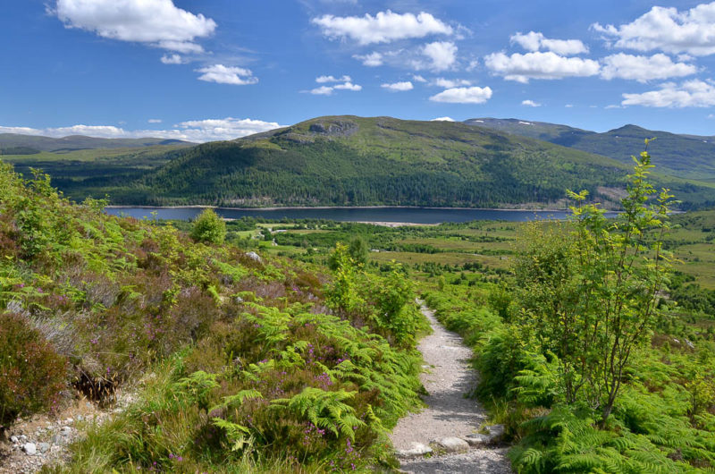 Regenerating birch woods at Creag Meagaidh