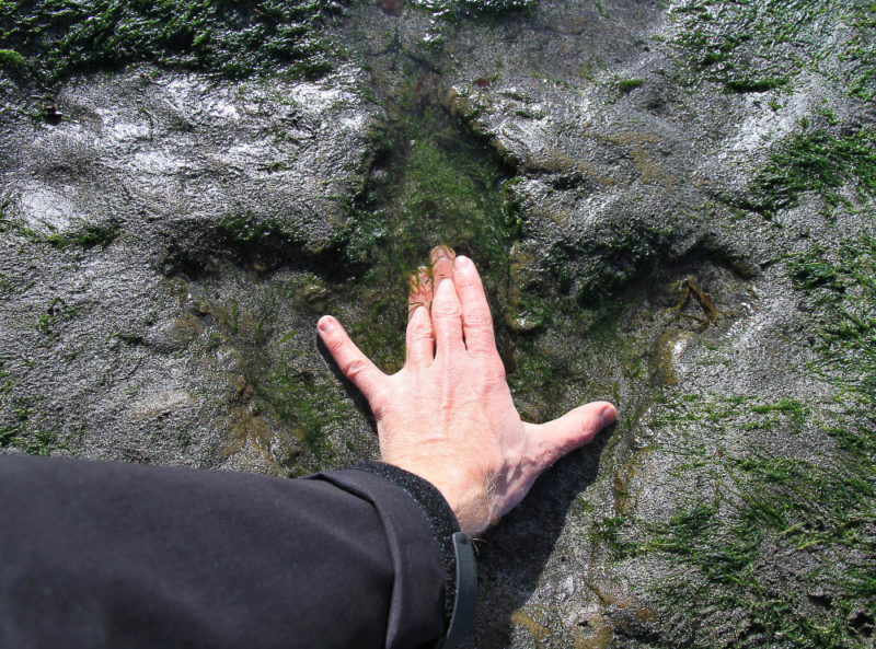 Possibly the most humbled I have ever been. Placing my hand in a 160 million year old dinosaur footprint on the Isle of Skye. Mind blowing!