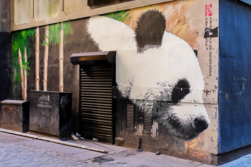 panda