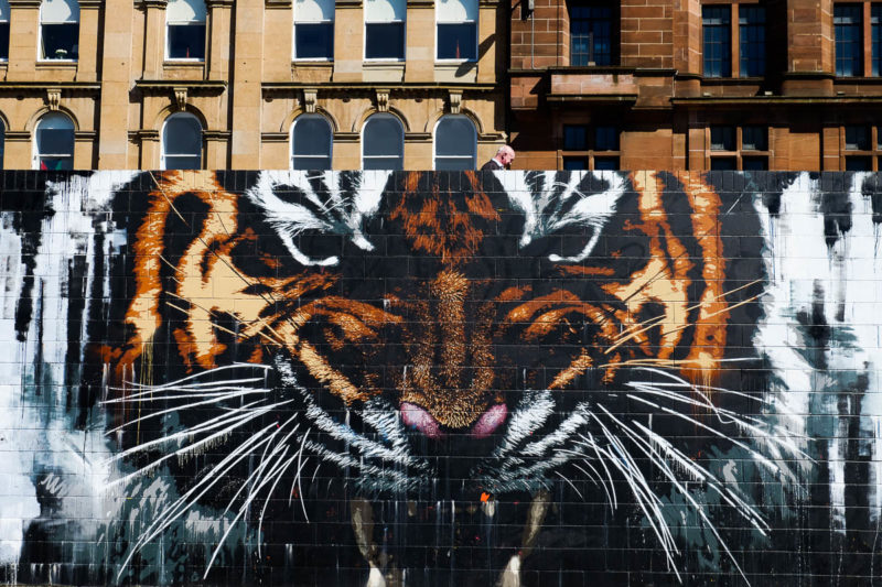 tiger