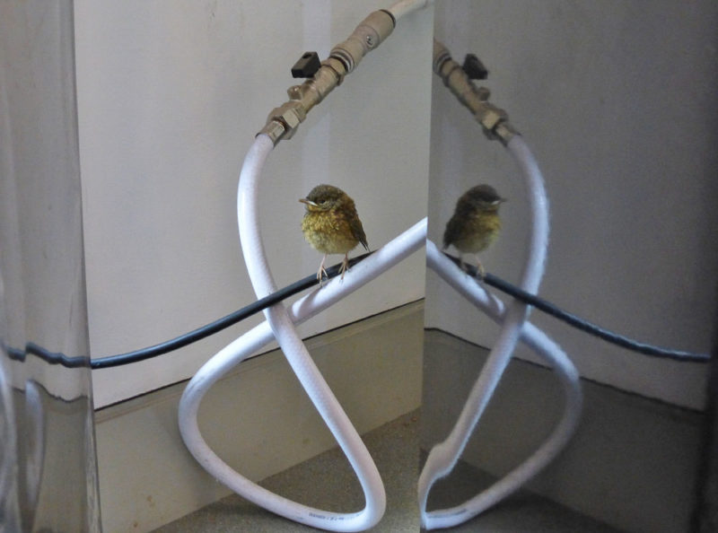 A lost robin chick that found its way into our visitor centre and behind the drinks machine.