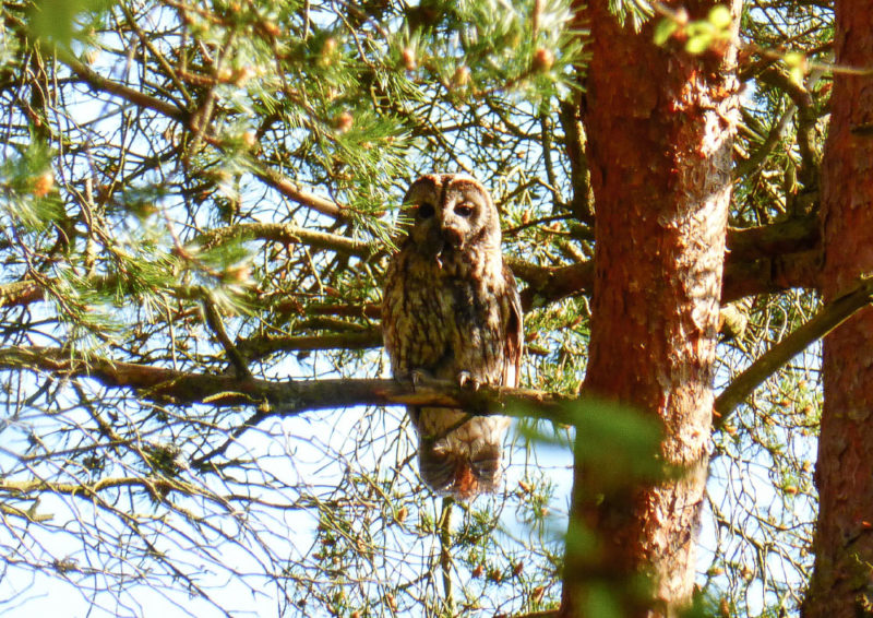 One of the parents returns with a small mammal in its beak. A rare sight indeed!