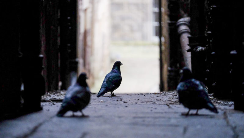 doves