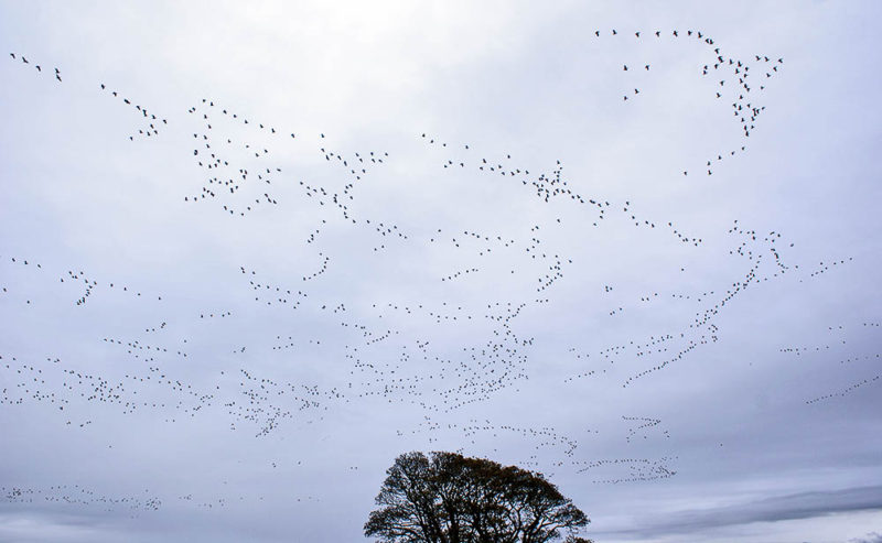 Does autumn start when the geese arrive from the arctic?