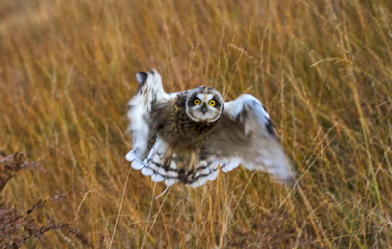 A bit blurred but hopefully you can see what I mean about those eyes.