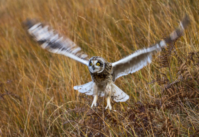 The short eared owl. A real beauty.