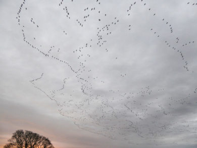 FEATURE: Life under the pink-footed flight path