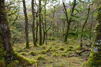 FEATURE: Exploring the Celtic Rainforest