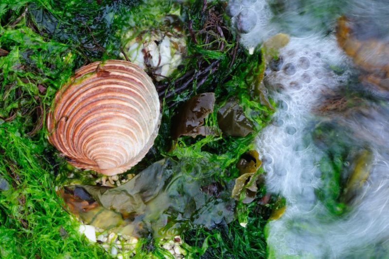 Clam shell, Dunvegan, Isle of Skye