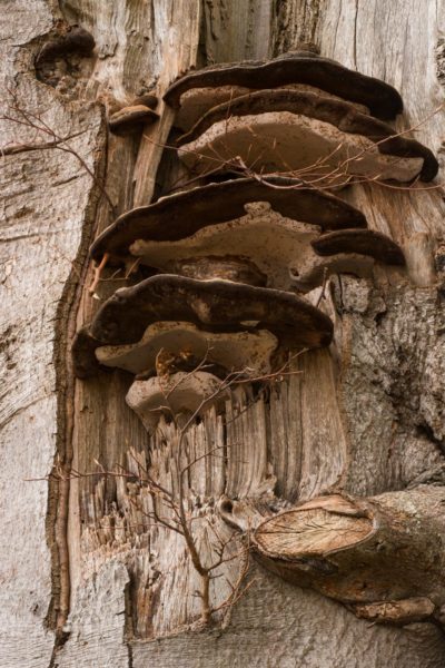 Bracket fungi, St Martins, Black Isle