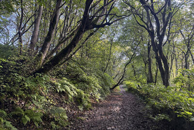 Walk photo