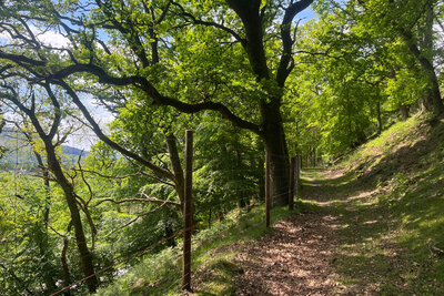 Walk photo