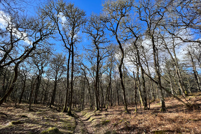 Walk photo