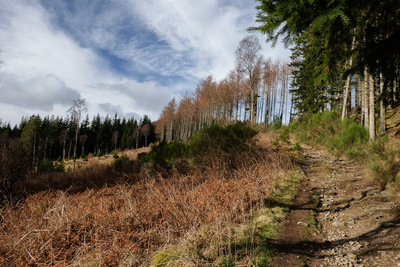 Walk photo