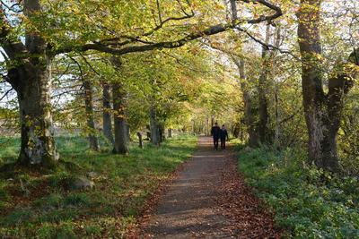 Oak and Jubilee walk, Auchterarder