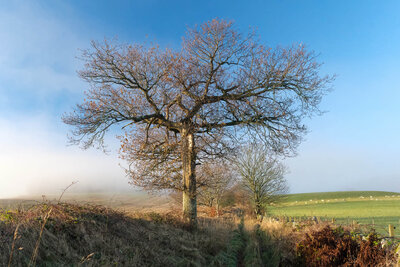 Walk photo