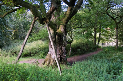 Birnam Oak and the River Tay, Dunkeld