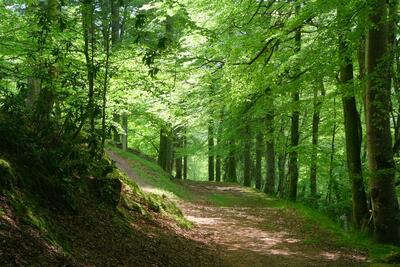 Walk photo