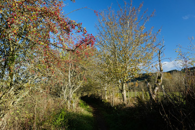 Walk photo