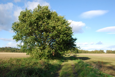 Walk photo