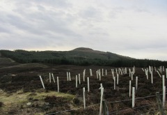 Meall Mòr (Angus)