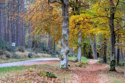 Walk photo