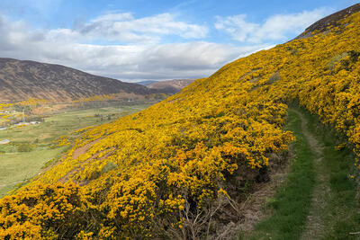 Helmsdale Explorer