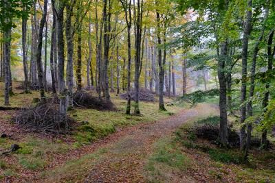 Gunns Wood, Lairg