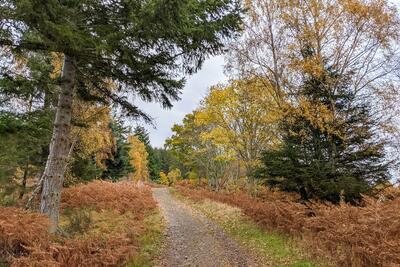 Balblair Forest, near Bonar Bridge