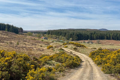 Badvoon Forest circuit, near Ardgay