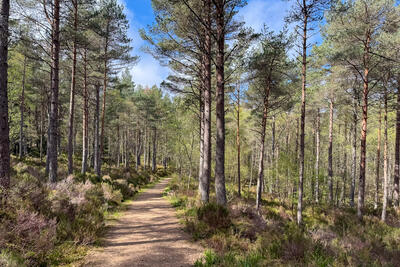 Walk photo