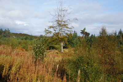 Walk photo