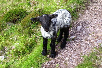 Walk photo